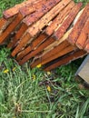 Honey production by bees in the hive. Royalty Free Stock Photo