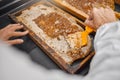 Honey production, frame and closeup of scraping tools in bee farming, agriculture or food with beekeeper. Beekeeping