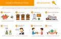 Honey production stages in infographic form