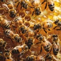 Honey richness amidst buzzing bees