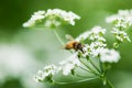 Honey season Royalty Free Stock Photo