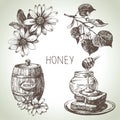 Honey set. Hand drawn vintage illustrations