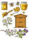 Honey set. Vector vintage color engraving isolated on white Royalty Free Stock Photo