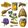 Honey set. Jars of honey, bee, hive, clover, honeycomb. Vector vintage engraved illustration