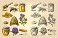 Honey set. Jars of honey, bee, hive, clover, honeycomb. Vector vintage engraved illustration
