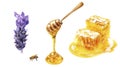 Honey stick, bee and honeycomb with lavender flower watercolor isolated on white background Royalty Free Stock Photo