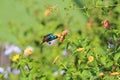 honey sucker sunbird flying over the flowers