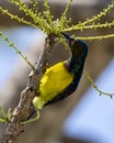 honey-sucking bird, sucking flower nectar at the end of a tree branch