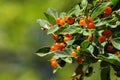 Chokecherry Berries Royalty Free Stock Photo