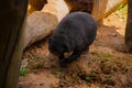 Honey Sunbear. Malaysia, Borneo.