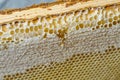 Honey, sweet honey, delicious, beekeeping, honeycomb, natural products