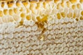 Honey, sweet honey, delicious, beekeeping, honeycomb, natural products