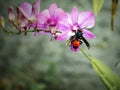 honey wasp over an orchid