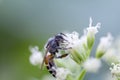 Honey Worker Bee