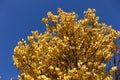 Honey yellow autumn foliage of apricot against blue sky