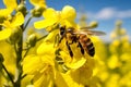 Insect nature bee pollen orange beauty closeup flower blossom honey pollination Royalty Free Stock Photo