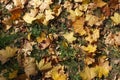 Honey yellow fallen leaves of maple on green grass