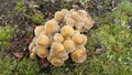 Honey yellow hallimasch mushroom Royalty Free Stock Photo