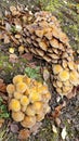 Honey yellow hallimasch mushroom Royalty Free Stock Photo