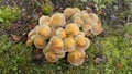 Honey yellow hallimasch mushroom Royalty Free Stock Photo