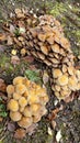 honey yellow hallimasch mushroom