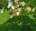 Honeybee and Ant Gather Pollen