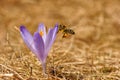 Honeybee Apis mellifera, bee flying over the crocus in the spring