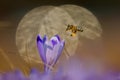 Honeybee Apis mellifera, bee flying over the crocus in the spring on a mountain meadow in the Tatra Mountains, Poland