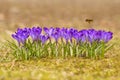 Honeybee Apis mellifera, bee flying over the crocuses in the spring Royalty Free Stock Photo