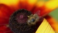 Honeybee (Apis mellifera) collects pollen (nectar) on bright yellow-orange rudbeckia flower. Hardworking