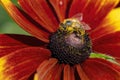 A honeybee Apis mellifera on a firewheel Gaillardia pulchella in the sunshine Royalty Free Stock Photo