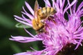 Honeybee Apis mellifera sitting on the violet flower