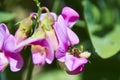 A honeybee Apis mellifica sitting on a pink vetch Royalty Free Stock Photo