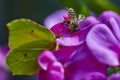 A honeybee Apis mellifica sitting on a pink vetch. In the foreground you can see an unfocussed brimstone butterfly