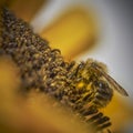 A honeybee Apis sitting on a sunflower Helianthus annuus and covered with pollen all over