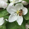 Honeybee on Apple Blossom