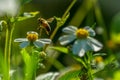 Honeybee aproaching a Flower