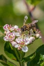 Honeybee and Aronia Flowers Vertical