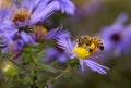 Honeybee on aster Royalty Free Stock Photo