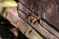 Honeybee beehive with bees swarming back to the nest