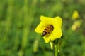 Honeybee on Bermuda buttercup flower Royalty Free Stock Photo