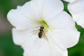 Honeybee on a bright white petunia flower