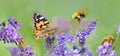 Honeybee and butterfly on lavender flowers