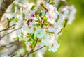 A honeybee on a cherry blossom. Royalty Free Stock Photo