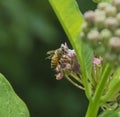 North American Honeybee