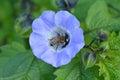 Honeybee collect nectar from a purple flower