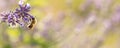 Bee is collecting honig from a lavender flower in front of blurred background Royalty Free Stock Photo