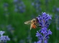 Honeybee collecting nectar