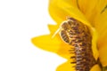 Honeybee collecting nectar from a beautiful yellow sunflower isolated on white background.. Ecology, environment and gardening Royalty Free Stock Photo