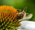 Honeybee collecting nectar on a echinacea flower blossom